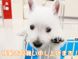 残暑お見舞い申し上げます☆